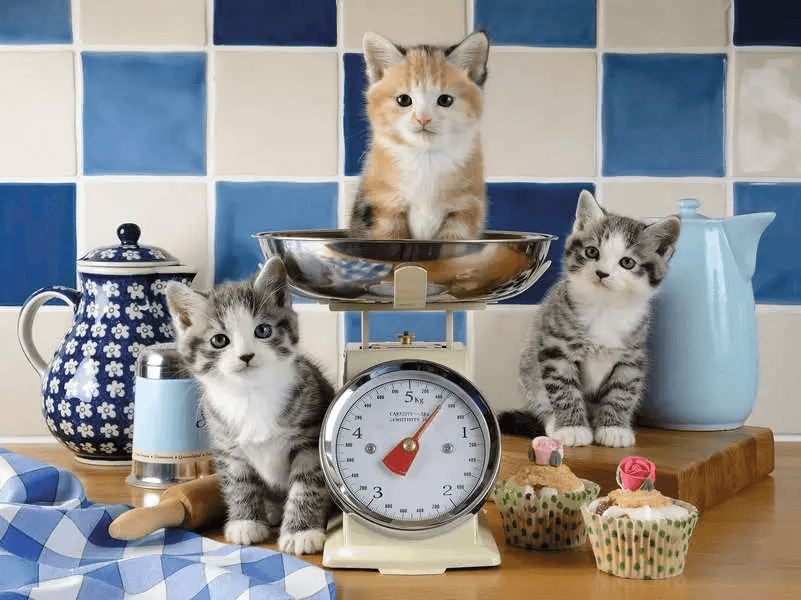 RAVENSBURGER Puzzle Kuchyně u kočiček 1500 dílků