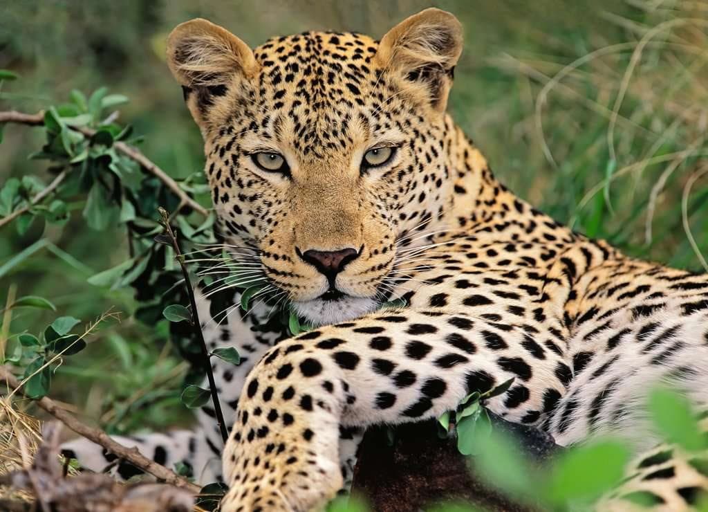 RAVENSBURGER Puzzle Leopard XXL 100 dílků