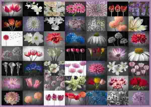 Schmidt - Puzzle Flower greeting - 2000 dielov