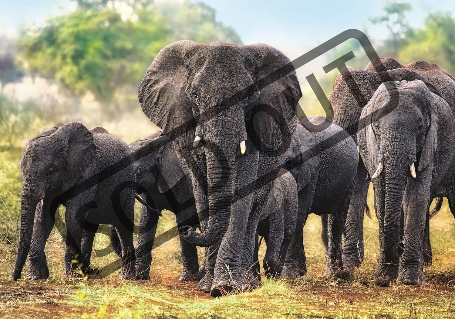 TREFL Puzzle Afričtí sloni 1000 dílků