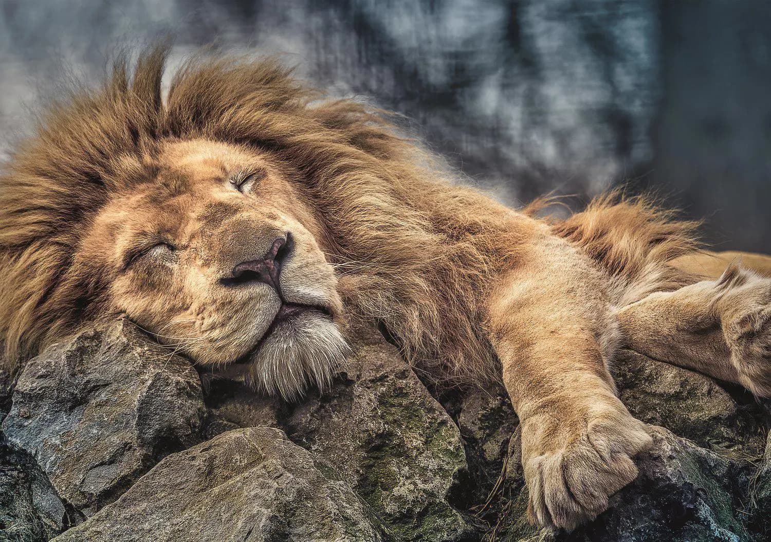 Trefl - Puzzle The sleeping lion - 1000 dielov