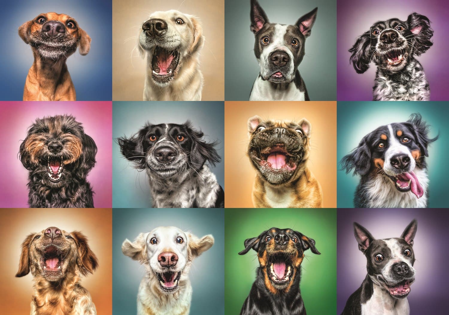 TREFL Puzzle Veselé psí portréty 1000 dílků
